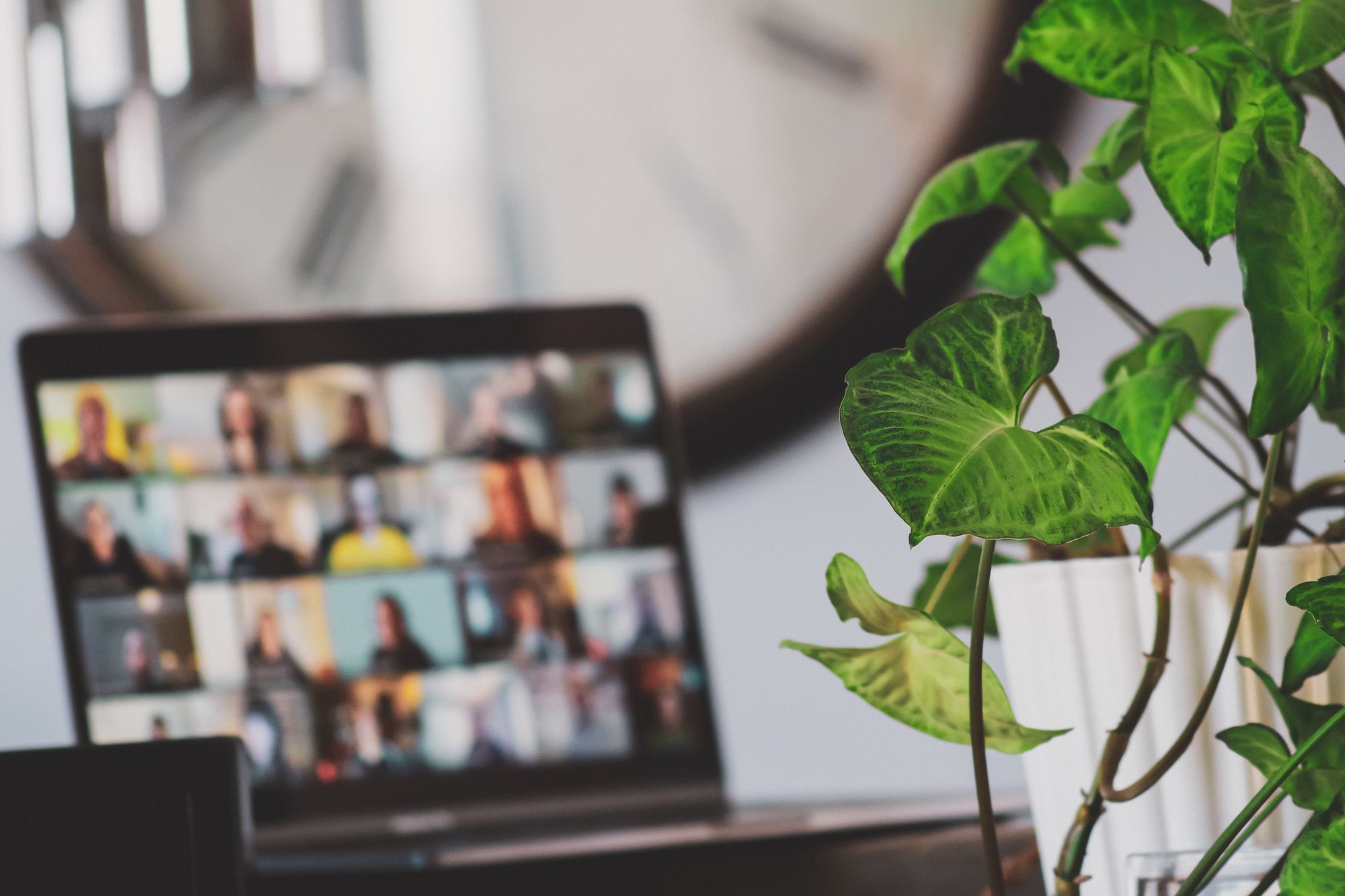 Closeup of green plant with a blurred image of a laptop on video call in the background