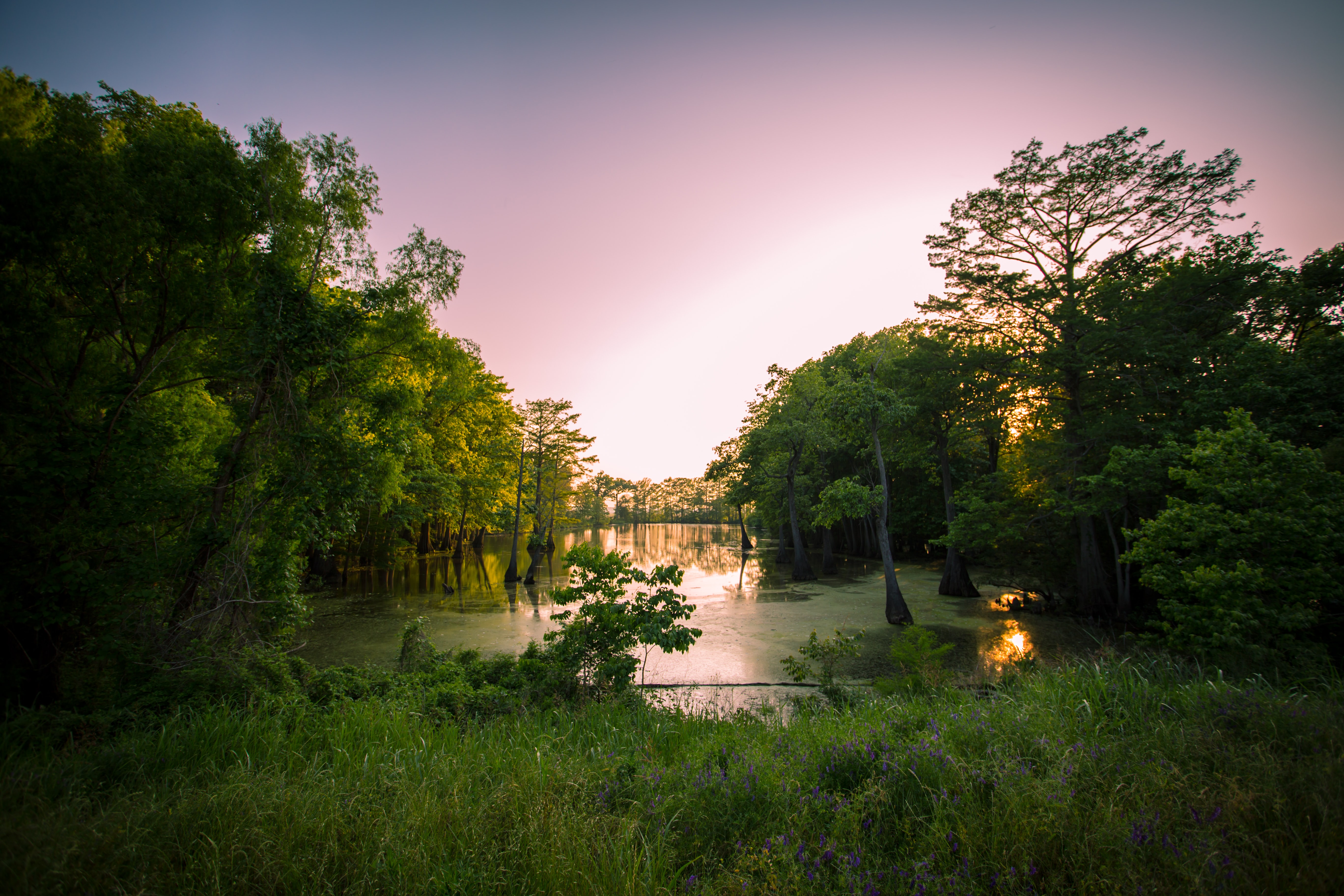 Lavender sky over tranquil bayou, Mississippi, USA